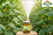 Кисели Краставички БУЛМЕД (680 гр) – Хрупкави и Свежи за Салати и Зимнина